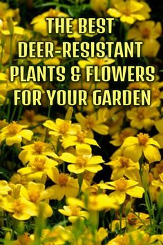 yellow flowers with the words, the best deer resistant plants and flowers for your garden