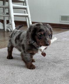 a small brown and black dog holding a bone in it's mouth while standing on the floor