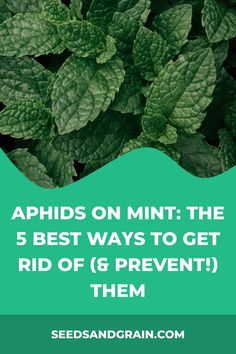 green leaves with text overlay that reads, aphilds on mint the 5 best ways to get rid of 6 prevent them