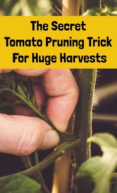 the secret tomato pruning trick for huge harvesters is here in this book