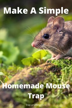 a mouse sitting on top of a green moss covered tree trunk with the words make a simple homemade mouse trap