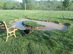 a dog sitting in the grass next to a bench and small puddles of water