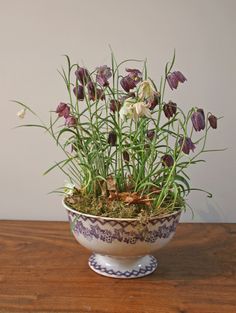 a potted plant sitting on top of a wooden table