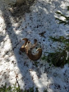 an animal that is laying in the snow next to some bushes and trees with it's tail curled up