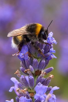 a bee sitting on top of a purple flower