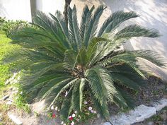 a large green plant sitting on the side of a building