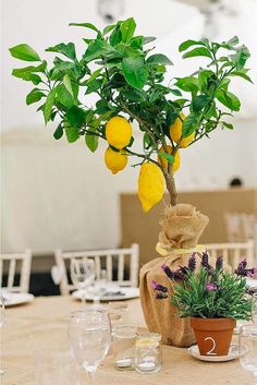 there is a small lemon tree in the center of this table with wine glasses on it