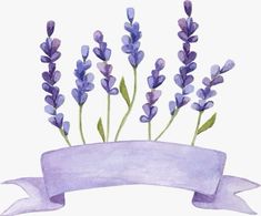 a watercolor painting of lavender flowers with a ribbon