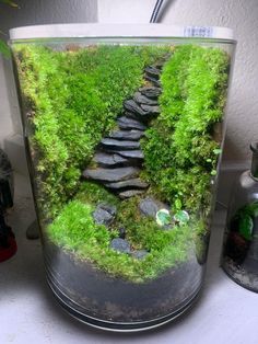 a fish tank filled with moss and rocks on top of a counter next to a plant