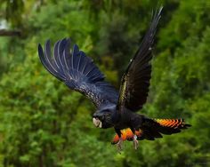 a large black bird with orange and yellow feathers flying through the air near trees in the background