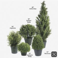 four potted plants are shown with the names in each planter and their corresponding foliages