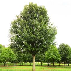 a large tree sitting in the middle of a lush green field with lots of trees around it