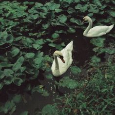 two white swans swimming in the water surrounded by green plants