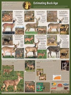 an image of different types of deer in the wild