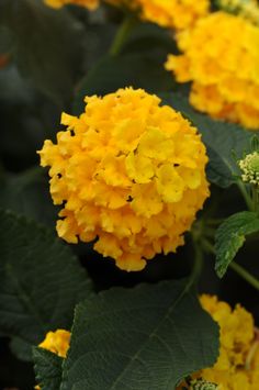 yellow flowers with green leaves in the background