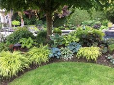 a lush green garden with lots of plants and trees in it's back yard