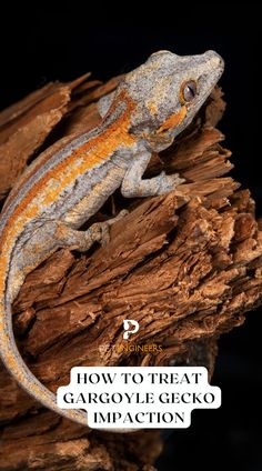 an orange and white gecko sitting on top of a tree branch with the words how to treat gargoyle gecko impact