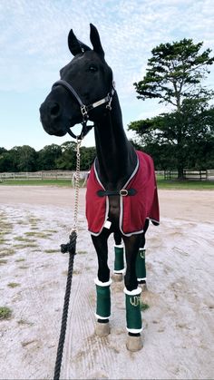 a black horse wearing green boots and a red jacket