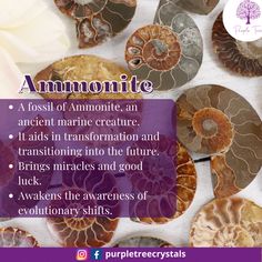 ammonite is an ancient marine creature and it adds in information and transstiring into the future