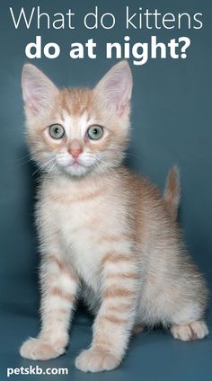 an orange and white kitten with the words what do kittens do at night?