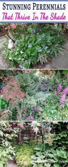 Ground Cover Plants For Shade (Perennials That Keep Weeds Down) Acid Loving Plants, Hydrangea Bush, Landscaping Garden, Invasive Plants, Meteor Garden 2018