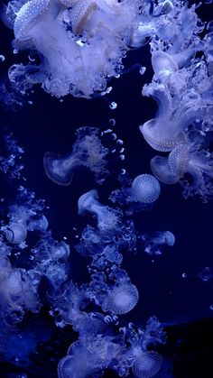 some very pretty jellyfish in the water