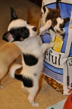 two small dogs playing with each other on the floor next to a bag of cat food