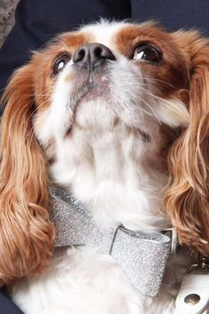 a small dog wearing a silver bow tie and looking up at something in the air