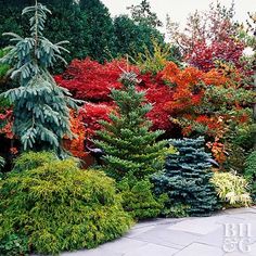 an assortment of colorful trees and shrubs in a garden area with stone pavers flooring