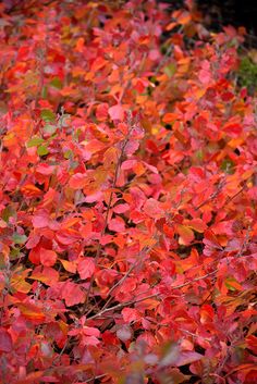 a bush with red leaves in the fall