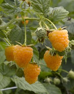 some orange berries hanging from a tree