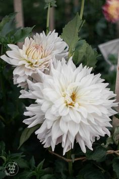 two white flowers with green leaves in the foreground