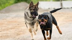 two dogs are running together on the dirt road, one is black and the other is brown