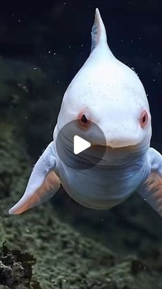 a large white fish swimming in an aquarium