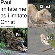 two pictures with different animals in them and one has a caption that says, paul imitate me as i initiate christ 1 corinians 11