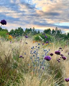 wildflowers and grasses in a field under a cloudy sky