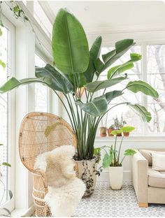 a large plant in a wicker basket next to a white couch and windowsill