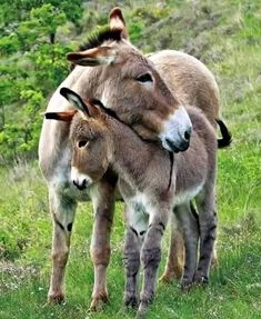 two donkeys standing next to each other in the grass