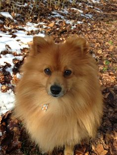 a small brown dog sitting on top of snow covered ground