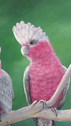 two pink and white birds sitting on top of a tree branch next to each other