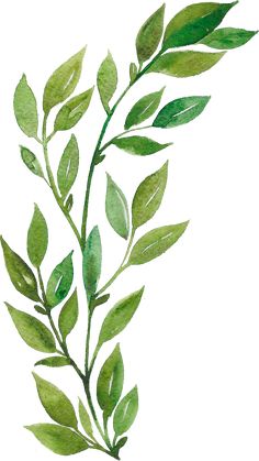 watercolor painting of green leaves on white background