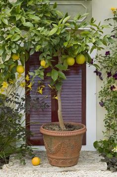 a potted lemon tree in front of a window with purple shutters and yellow flowers