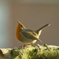 a small bird perched on top of a tree branch