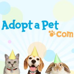 two dogs and a cat wearing party hats with the caption adopt a pet com