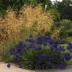 blue flowers are in the middle of a garden