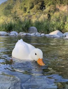 a white duck swimming on top of a river next to a lush green forest covered hillside