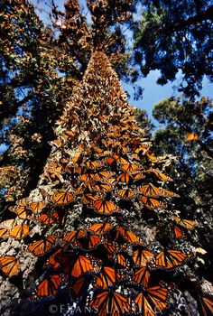 a tall tree filled with lots of orange butterflies