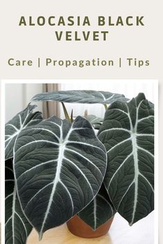 alocasia black velvet care and preparation tips