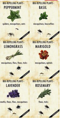 the different types of mosquitoes and their names