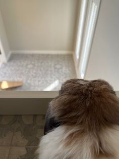 a brown and white dog sitting in front of a door looking at the bathroom floor